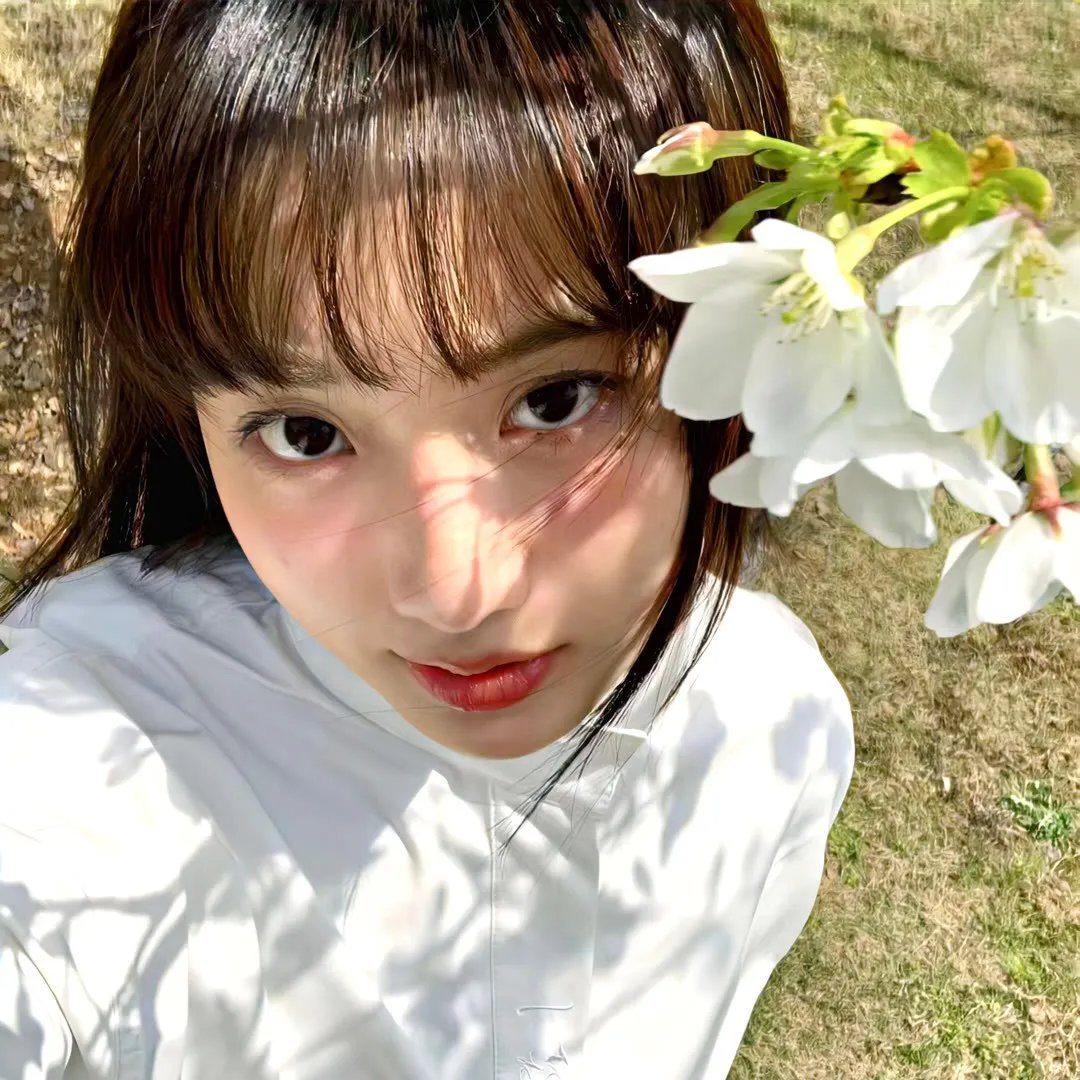 樱花开